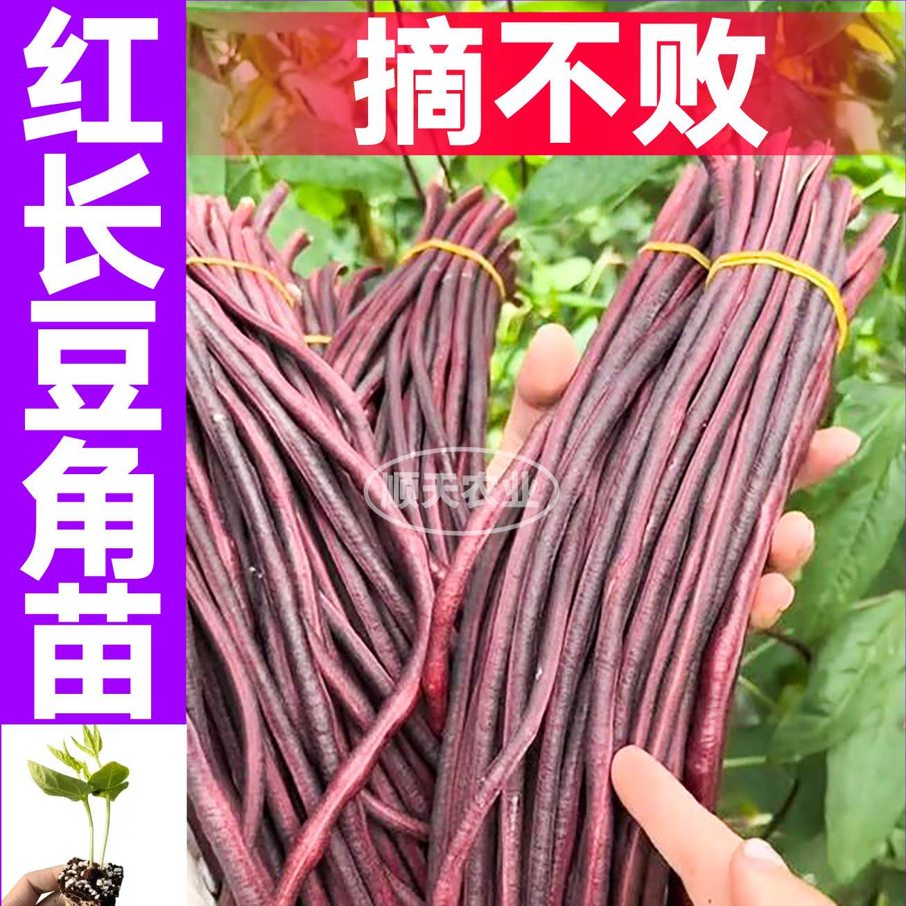 摘不败红长豆角秧苗带土球红绿豇豆角苗种子籽四季盆栽高产蔬菜苗