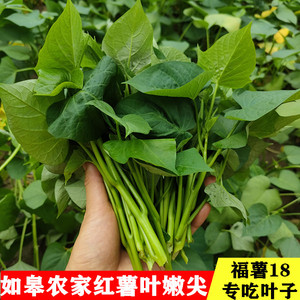 红薯叶嫰尖新鲜食叶型地瓜叶专吃叶子红薯嫩头宝宝辅食孕妇食用