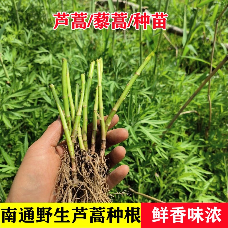 芦蒿根苗野生芦蒿秧带根种苗河边泥蒿老根柳蒿四季种植藜蒿现货