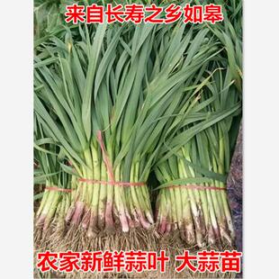南通农家本地大蒜苗新鲜蒜叶现挖青蒜苗新鲜蔬菜时令蔬菜嫩蒜苗