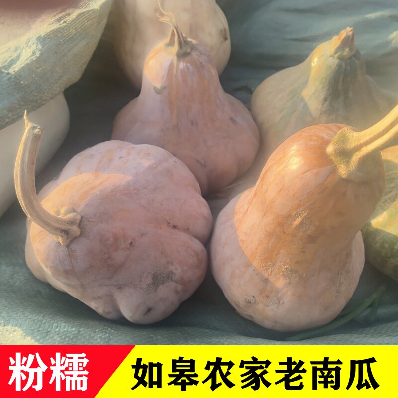 如皋农家老南瓜粉糯香甜
