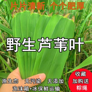 新鲜粽叶野生芦苇叶如皋农家粽叶纯天然粽子叶非竹叶当天现摘发货