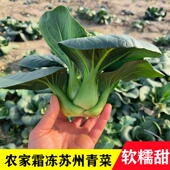 南通农家露天霜冻苏州青菜苔新鲜现摘苏州青菜芯软糯甜当季 叶菜
