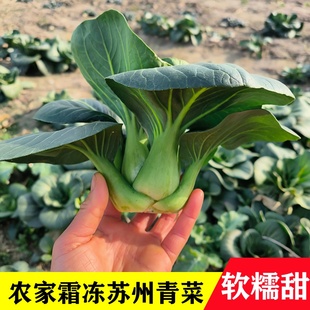 南通农家露天霜冻苏州青菜新鲜现摘苏州青软糯甜当季绿叶蔬菜