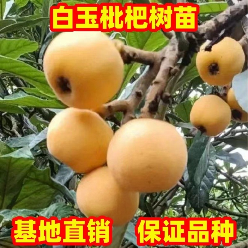 枇杷苗白玉枇杷果苗南北方庭院种植盆栽地栽特大枇杷树苗当年结果