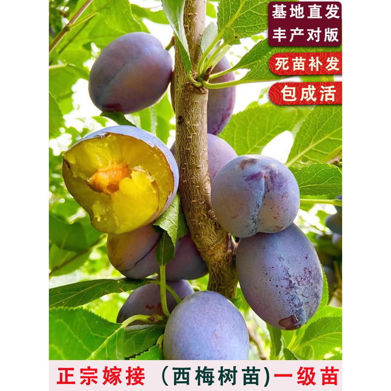 西梅树苗嫁接西梅女神西梅皇后李子苗南方北方种植法兰西红喜梅树