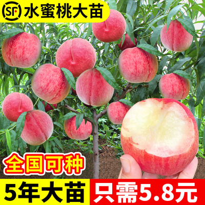 阳山水蜜桃树苗嫁接黄桃树当年结果南方北方种植桃树果苗