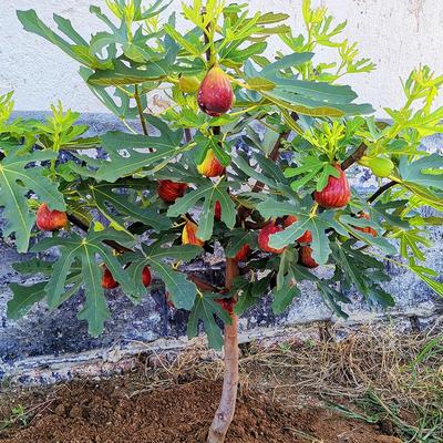 无花果树果苗带土矮化南北方种植当年结果盆地栽波姬红大无花果苗