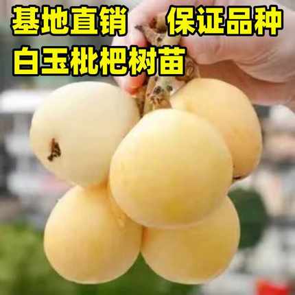 白玉枇杷树苗嫁接特大早熟宁海白沙琵琶果树苗盆栽地栽南北方种植