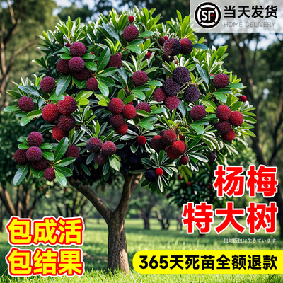 特大杨梅树苗东槐仙居东魁南方嫁接黑炭水果树果苗南方种植地栽苗