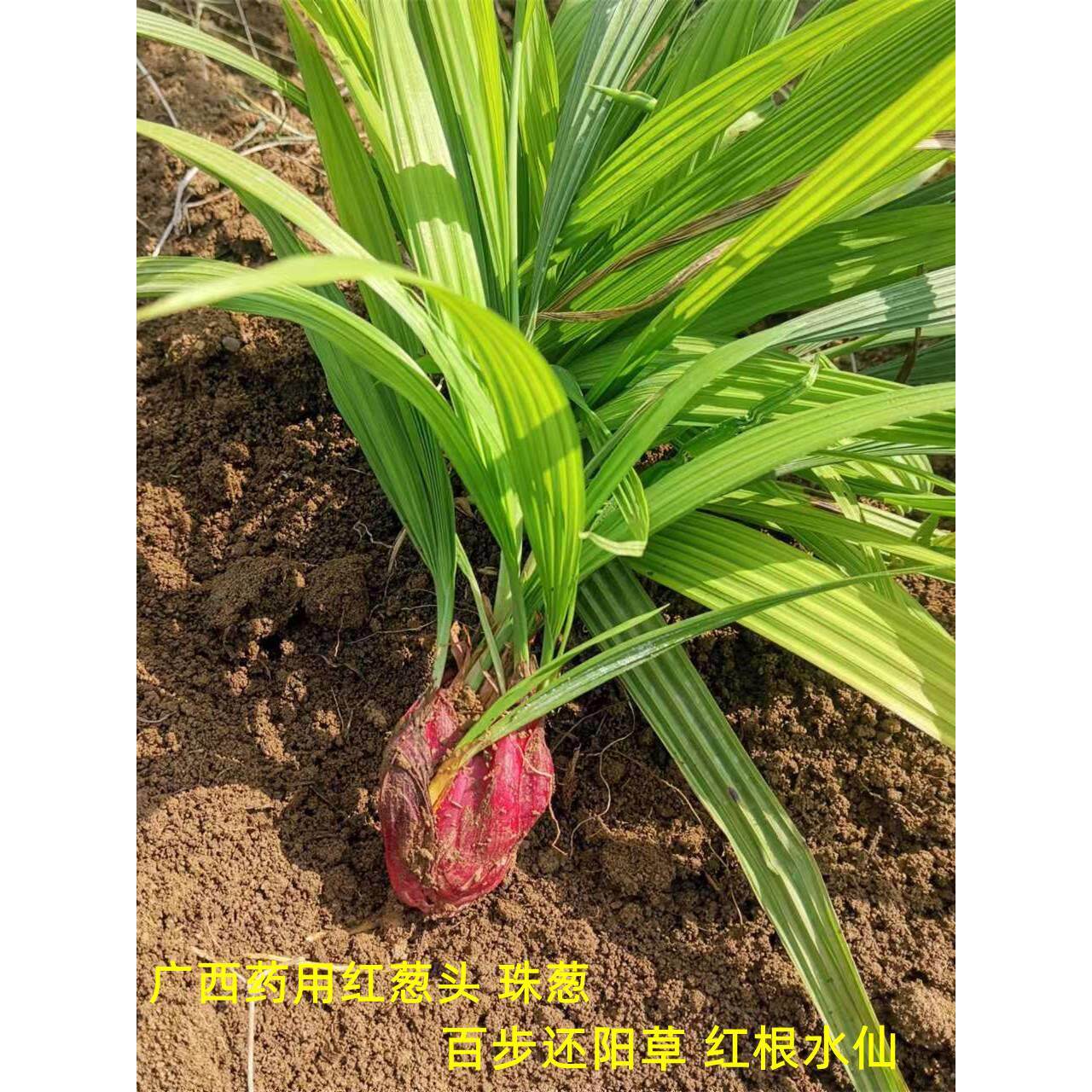 广西药用红葱头 珠葱 百步还阳草 红根水仙花 可做种苗 1斤包邮