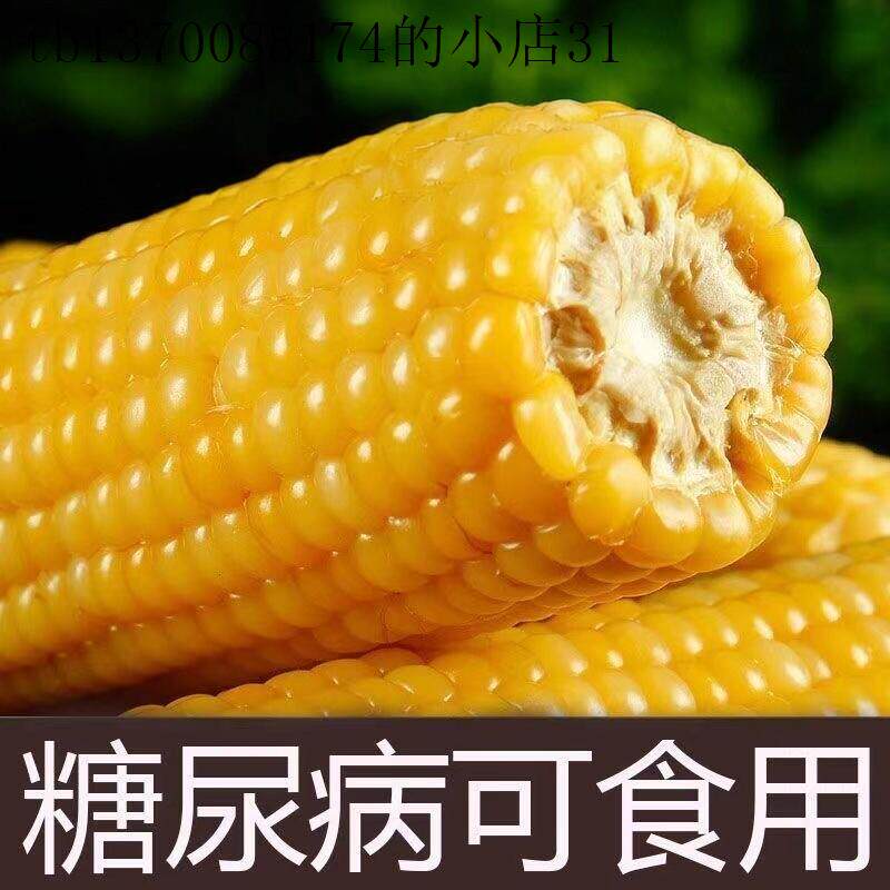 糖尿病人吃的老玉米东北糯玉米甜糯玉米棒早餐代餐黄糯新鲜糯玉米