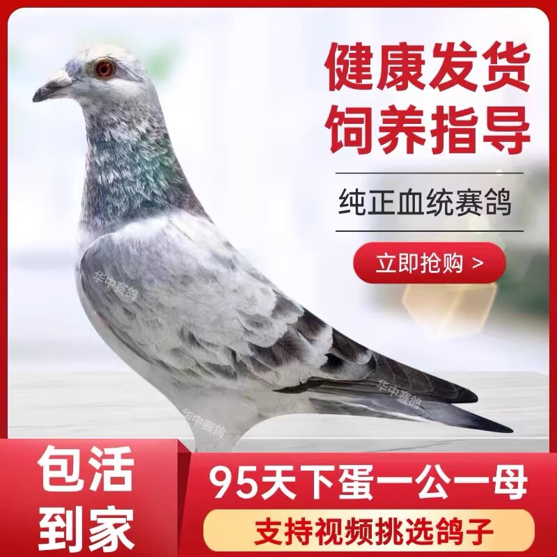 出售麒麟花信鸽活物宠物血统鸽比赛鸽子活体麒麟花种鸽一对