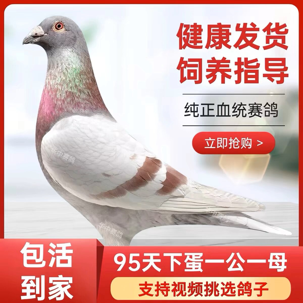 成绩鸽一公一母一对鸽子活种鸽赛鸽公棚成绩鸽带脚环血统鸽