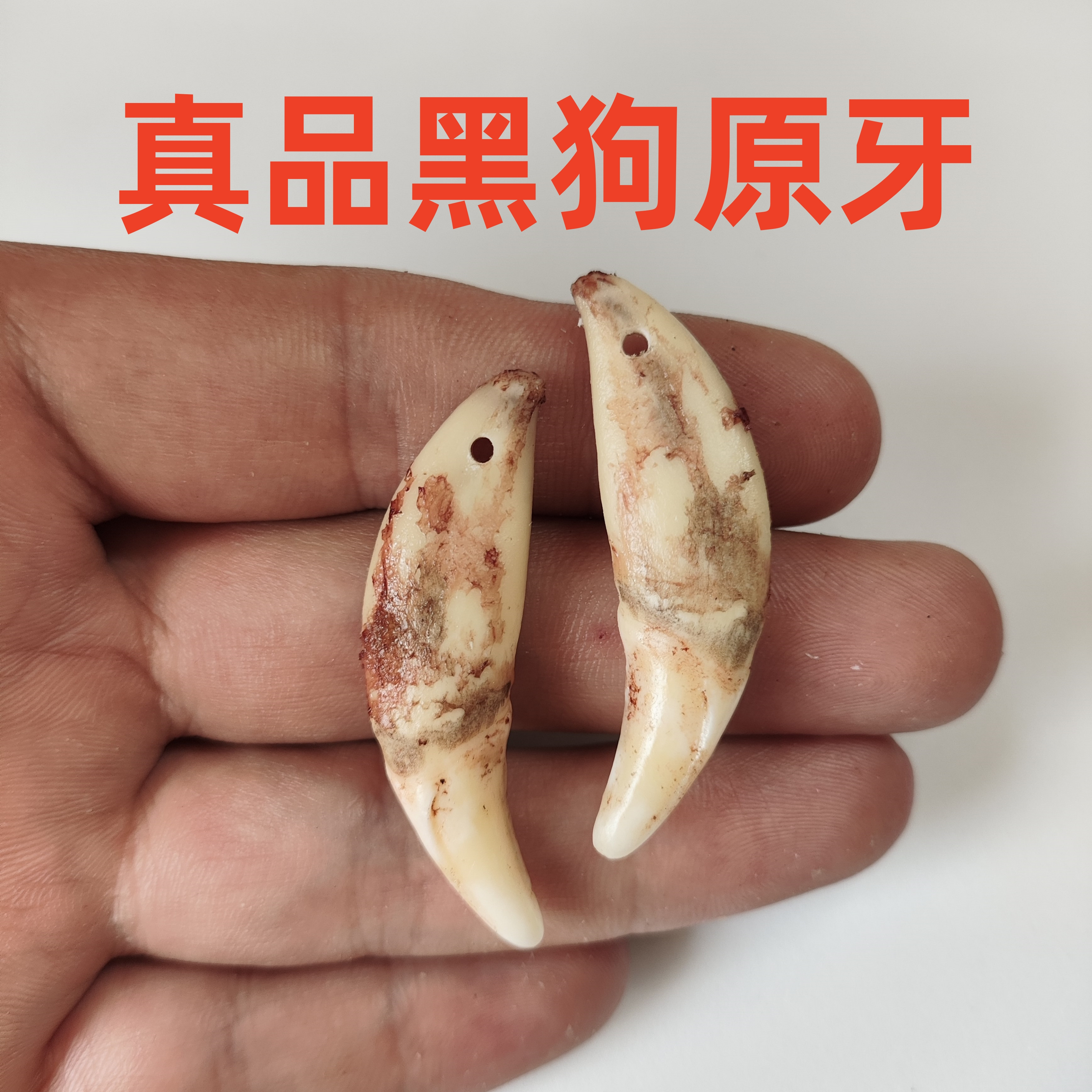 真黑狗牙吊坠男女藏獒项链婴儿童防惊吓精品大土狗牙齿真牙挂件