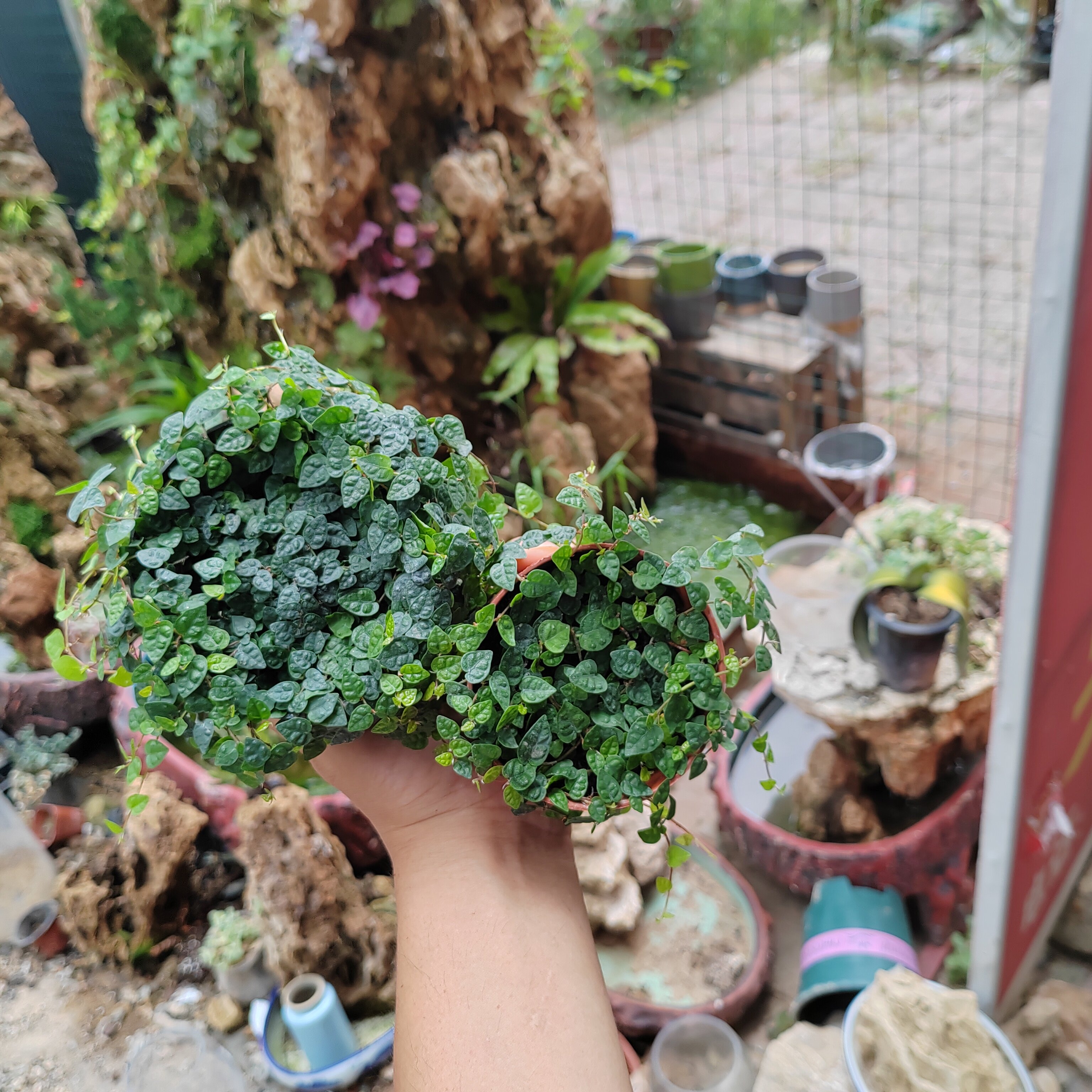 各种绿植室内室外美观趣味
