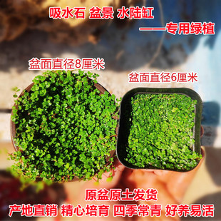 吸水石珍珠草爬藤盆景四季常青水陆缸水池假山造景植物盆栽铺面