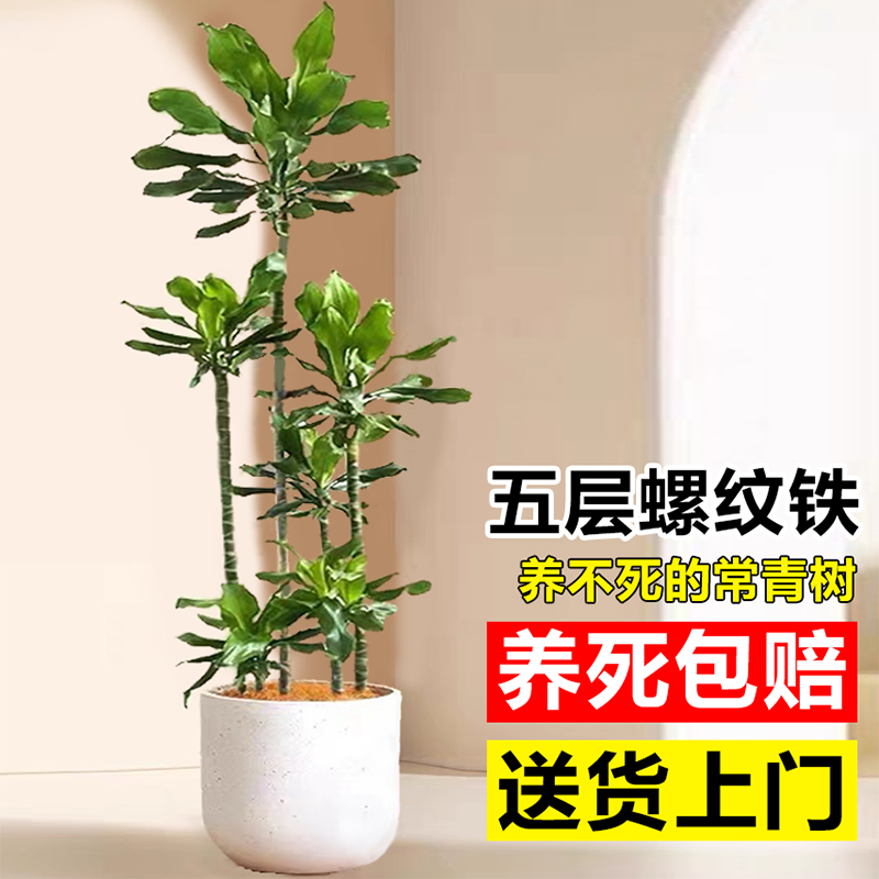 螺纹铁植物大盆栽轻奢室内四季常青绿植客厅造型开业乔迁盆景花卉