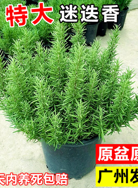 迷迭香罗勒煎牛排用香草植物驱蚊