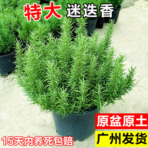 迷迭香罗勒煎牛排用香草植物驱蚊