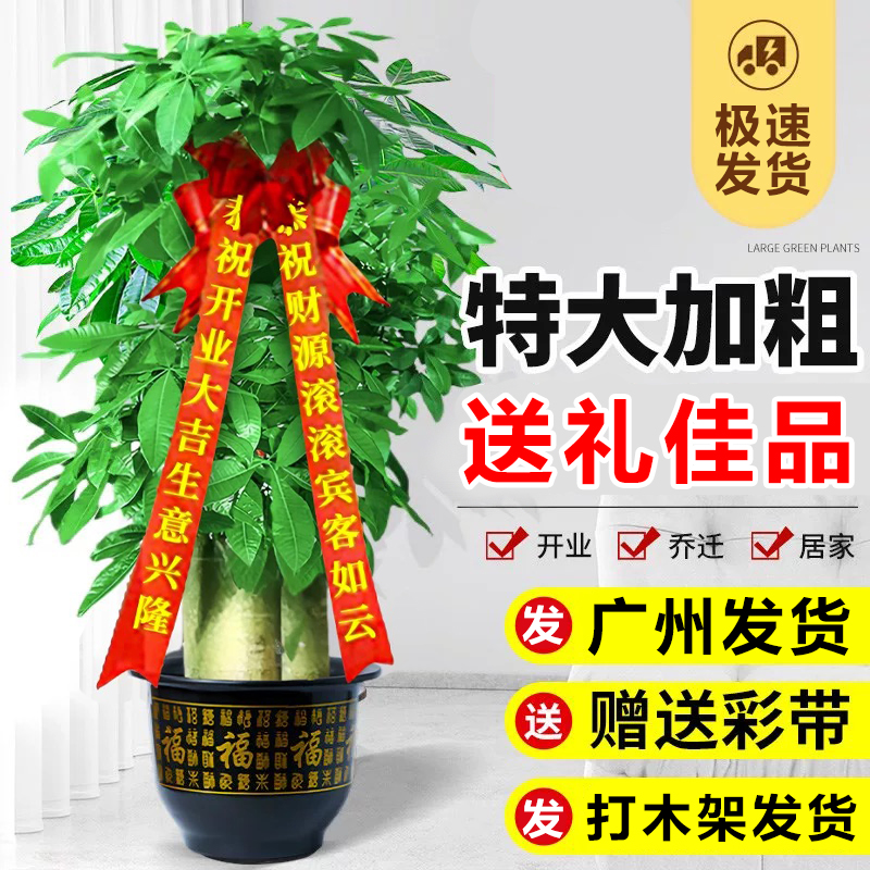 步步高发财树客厅大型招财树