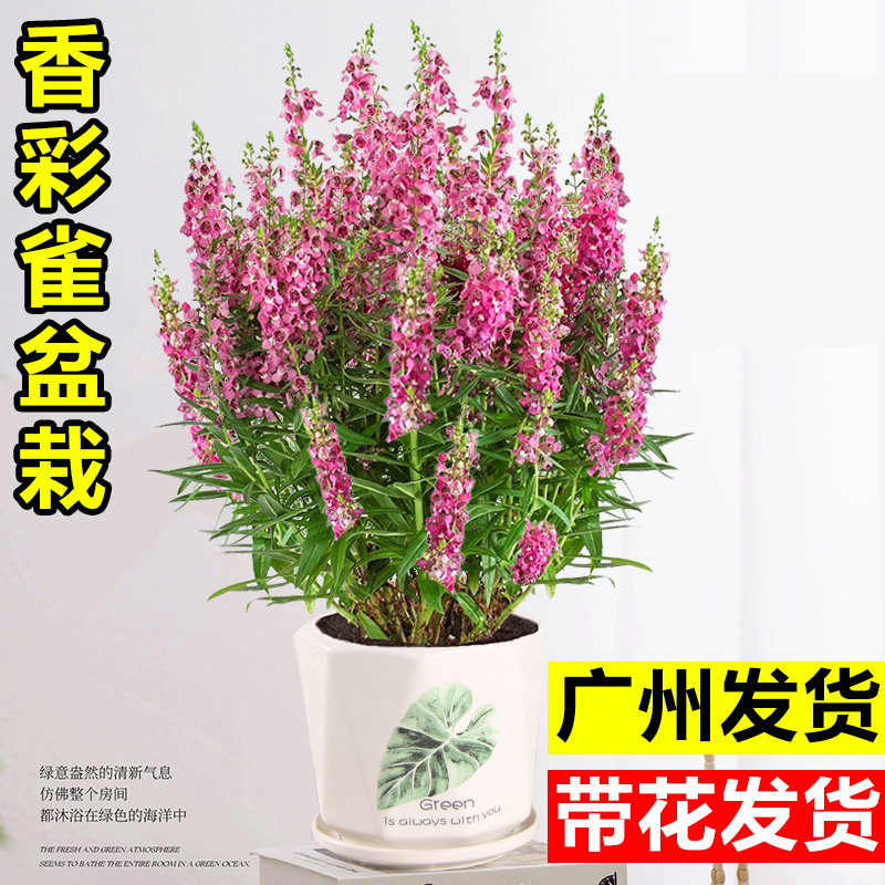 香彩雀盆栽花卉阳台庭院四季