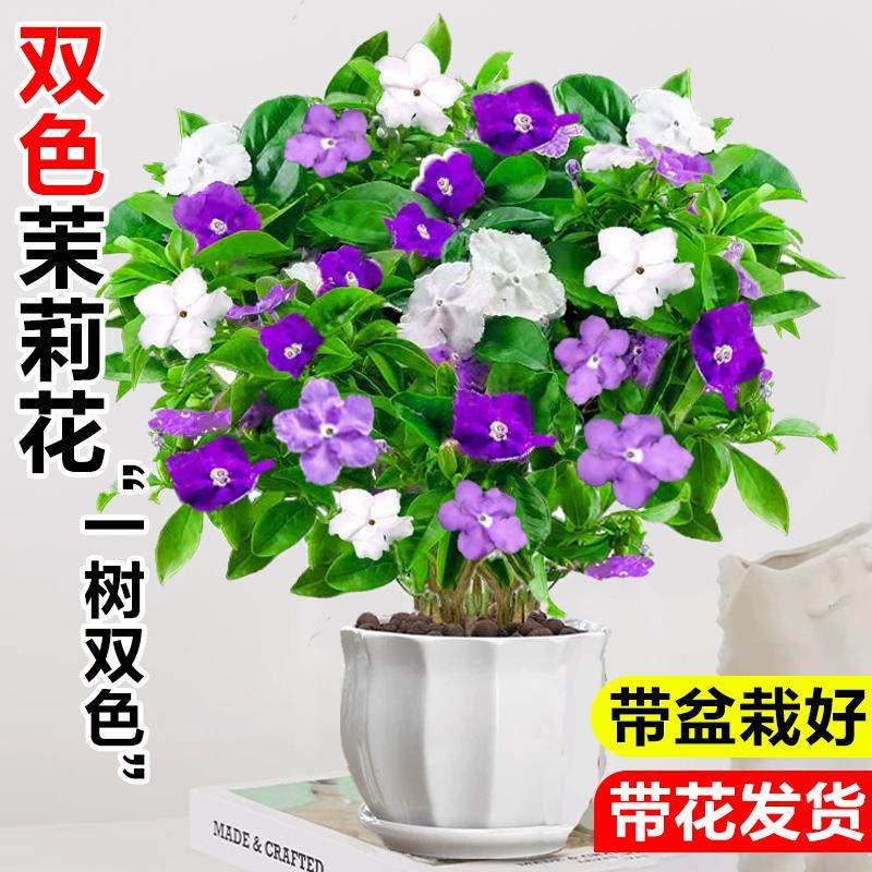 双色茉莉花盆栽带花鸳鸯茉莉花苗室内庭院浓香型鲜花卉耐热植物