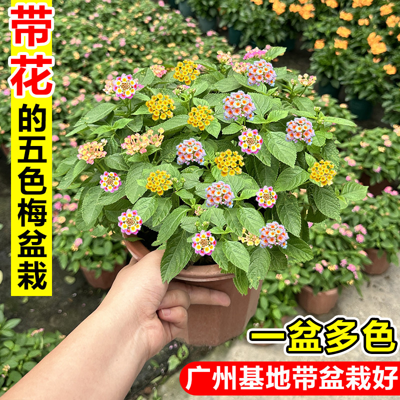五色梅盆栽四季耐热好养鲜花植物