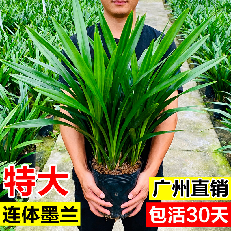 精品兰花盆栽墨兰大苗室内外办公室客厅四季好养懒人绿植名贵花卉 - 实物图
