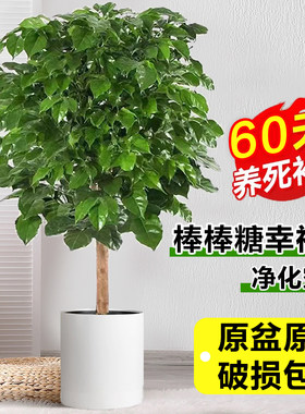 独杆棒棒糖幸福树乔迁除甲醛绿植
