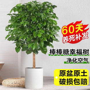 幸福树客厅盆栽大型独杆棒棒糖室内绿植乔迁除甲醛植物发财树盆景