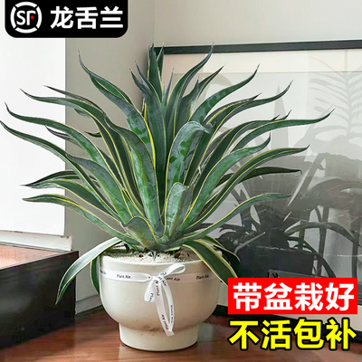 金边龙舌兰多肉植物高端懒人绿植