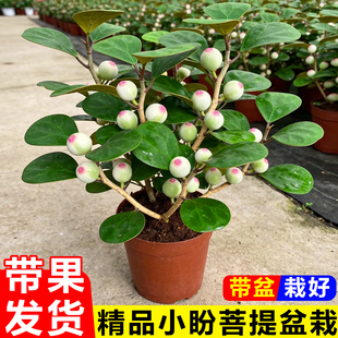 小盼菩提树盆栽带果室内真花卉绿植办公桌面植物招财摆件小型盆景
