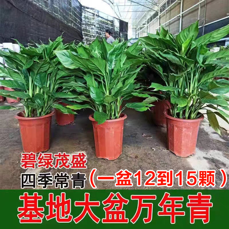 万年青盆栽室内四季常青新家净化空气易活耐寒耐热好养绿萝绿植物,鲜花速递/花卉仿真/绿植园艺,绿植,淘宝优惠券,粉丝福利购,淘宝优惠卷
