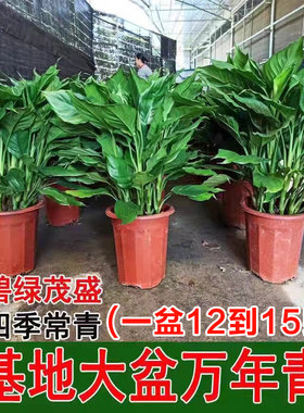 万年青盆栽室内四季常青新家净化空气易活耐寒耐热好养绿萝绿植物