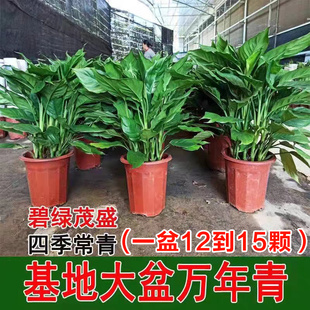 万年青盆栽室内四季 常青新家净化空气易活耐寒耐热好养绿萝绿植物