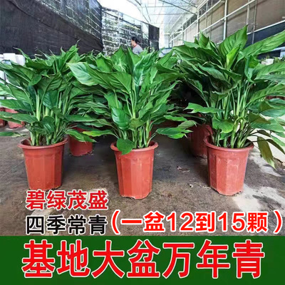 万年青盆栽室内四季常青新家净化空气易活耐寒耐热好养绿萝绿植物