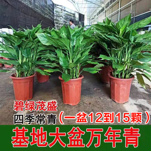 万年青盆栽室内四季常青新家净化空气易活耐寒耐热好养绿萝绿植物