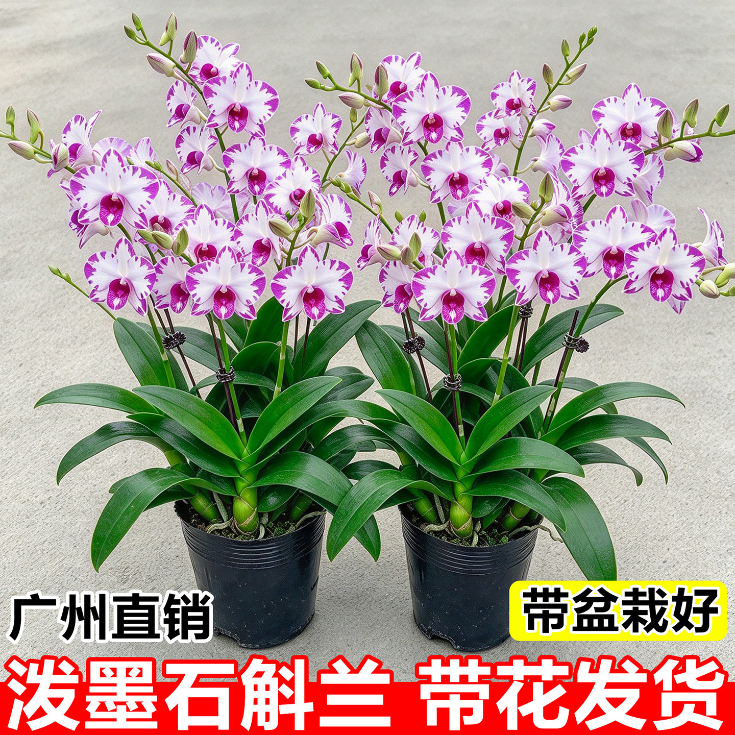 泼墨石斛兰盆栽带花秋石斛兰室内四季盆景兰花名贵品种懒人绿植物