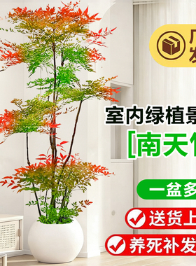 南天竹盆栽客厅高级感绿植办公室内大型摆件植物新房造型老桩盆景