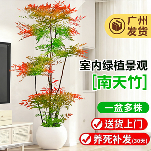 南天竹盆栽客厅高级感绿植办公室内大型摆件植物新房造型老桩盆景