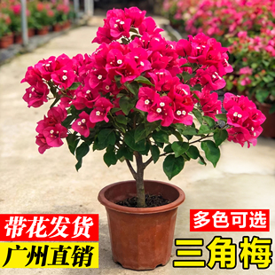 三角梅盆栽带花精品红樱花苗室内外绿植阳台花园四季鲜花好养植物