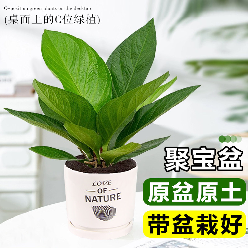 金叶子聚宝盆室内吸甲醛招财绿植图片