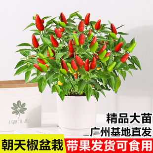 朝天椒盆栽辣椒带果阳台庭院四季结果小米椒五彩椒可食用花卉植物