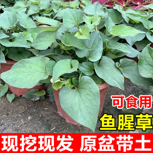 鱼腥草盆栽新鲜折耳根种苗可食用
