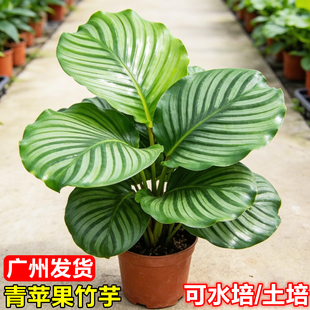 青苹果竹芋盆栽室内桌面好养易活花卉绿植水培玛丽安工位懒人植物