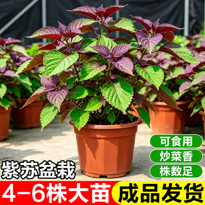 紫苏苗盆栽大苗可食用苏子叶香草植物阳台驱蚊绿植九层塔调料薄荷