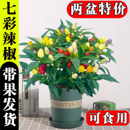 辣椒盆栽带果可食用彩椒朝天椒带花室内阳台花卉小米椒庭院绿植物