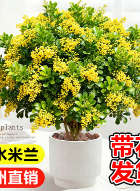 香水米兰花卉盆栽室内外浓香型鲜花绿植客厅桌面驱蚊植物茉莉花苗