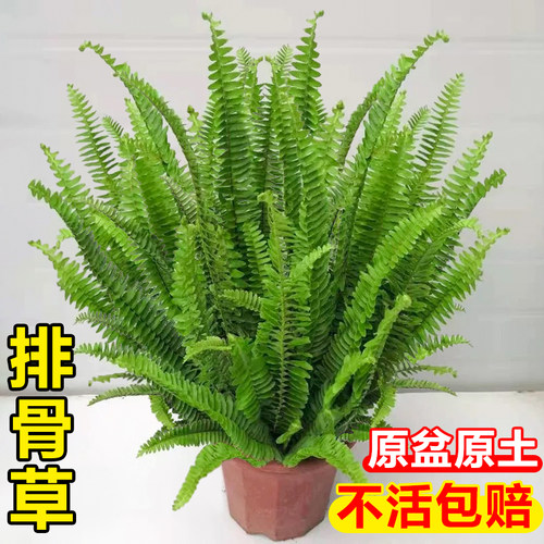 肾蕨排骨草盆栽绿化造景观叶绿植